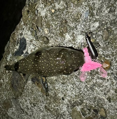 フグの釣果