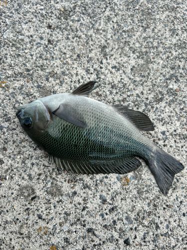 メジナの釣果