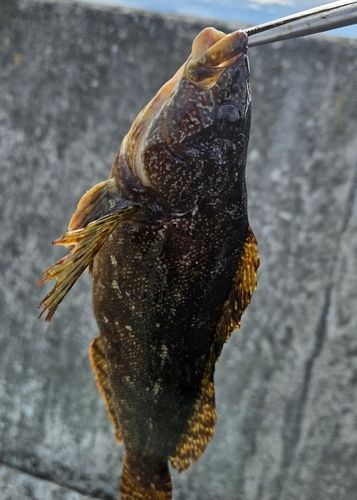 アイナメの釣果