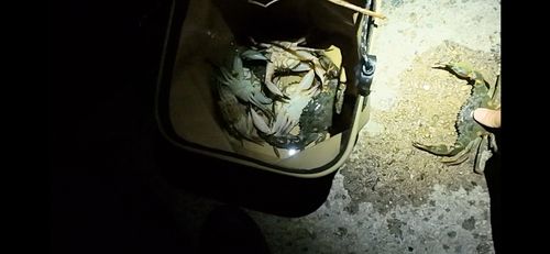 イシガニの釣果