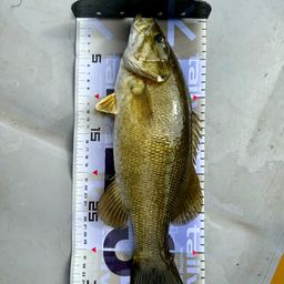 スモールマウスバス