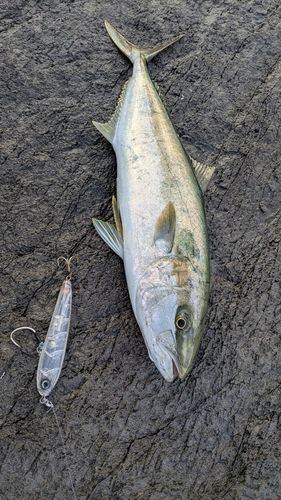 ヒラマサの釣果