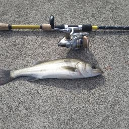 フッコ（ヒラスズキ）