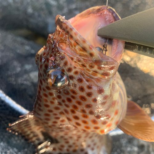 オオモンハタの釣果