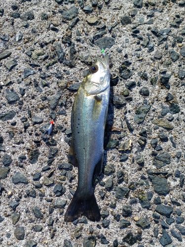 セイゴ（タイリクスズキ）の釣果