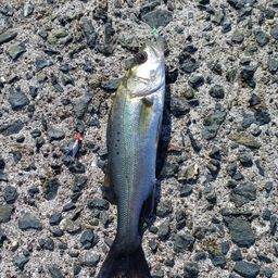 セイゴ（タイリクスズキ）