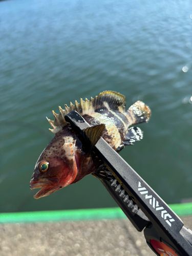 アオハタの釣果