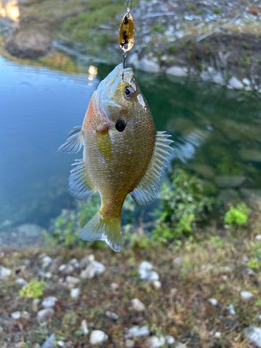 ブルーギルの釣果