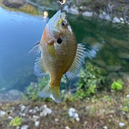 ブルーギル