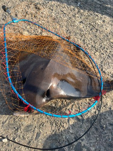 ナルトビエイの釣果