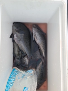 クチブトグレの釣果