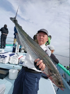 サワラの釣果