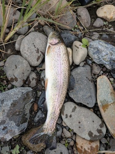 ニジマスの釣果