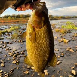 スモールマウスバス