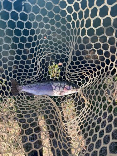 ニジマスの釣果
