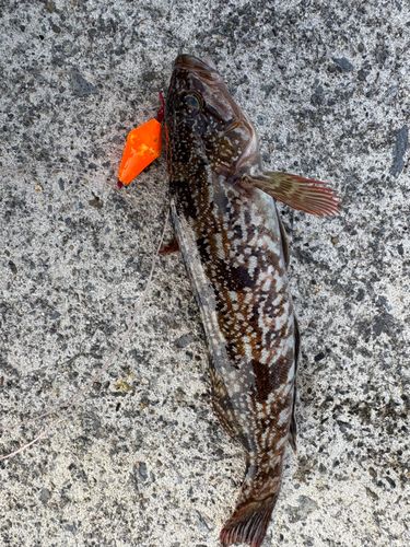 アイナメの釣果