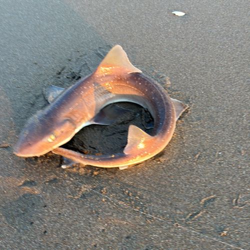 ドチザメの釣果