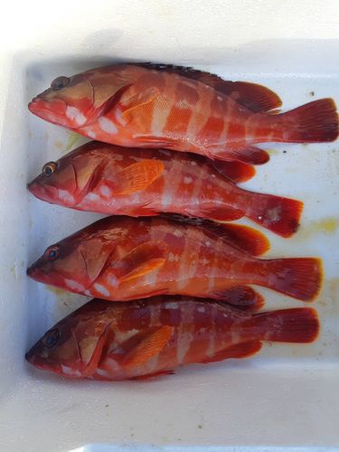 アカハタの釣果