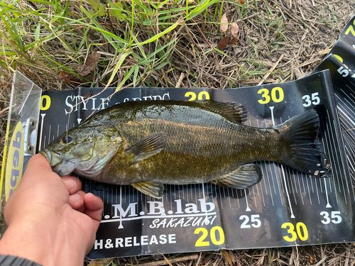 スモールマウスバスの釣果