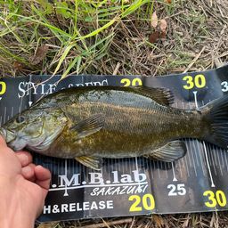 スモールマウスバス