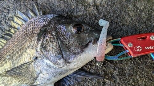 チヌの釣果