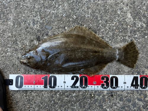ヒラメの釣果
