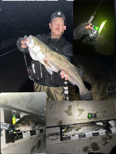 シーバスの釣果