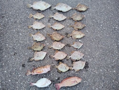 カワハギの釣果