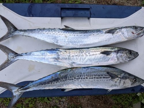 サゴシの釣果