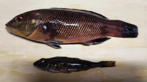 コブダイの釣果