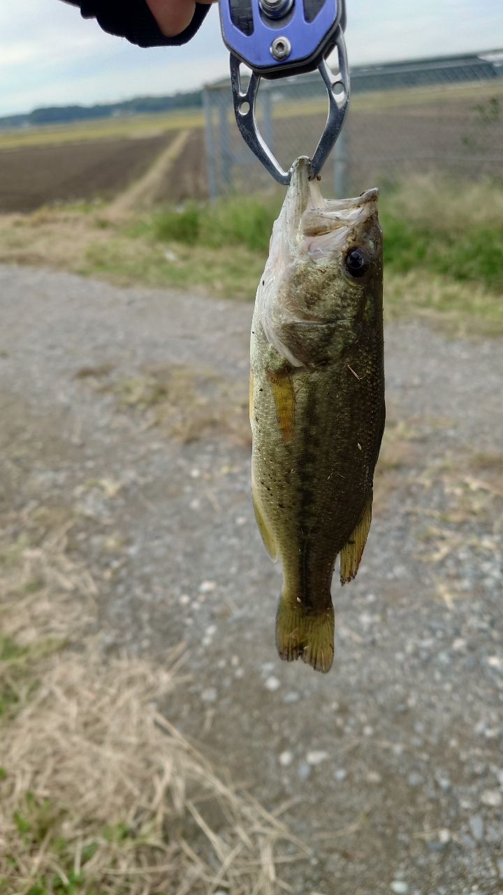 ダイワ 21ブレイゾンS67ML-2 DAIWA（釣り） 【目玉商品】ダイワ 21 ブレイゾン S67ML-2 (2021年