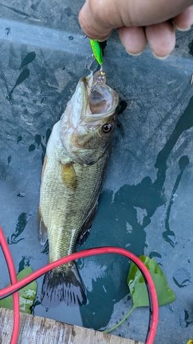 ブラックバスの釣果