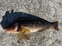 アイナメの釣果