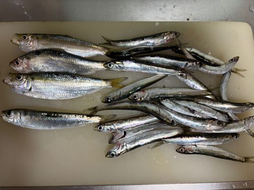 カタクチイワシの釣果
