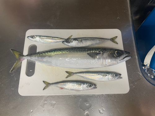 サバの釣果