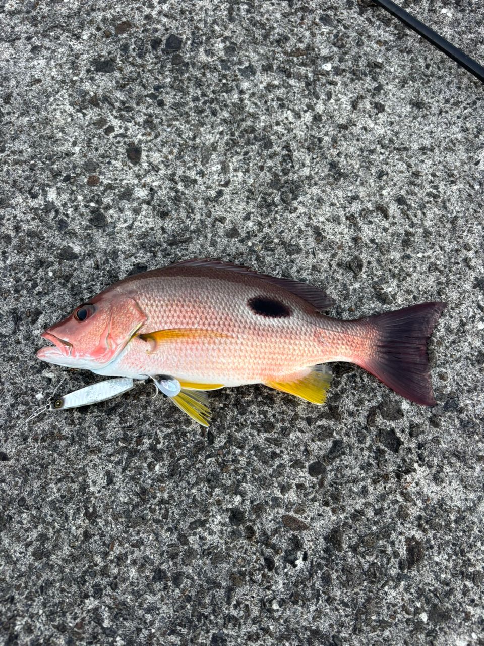 DAIWA 13ジグキャスター MX 96Mの最安値・インプレ・釣果 | 本音の