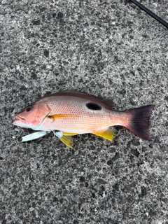 クロホシフエダイの釣果