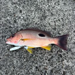 クロホシフエダイ