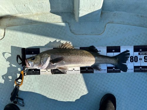 シーバスの釣果