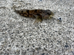 アナハゼの釣果