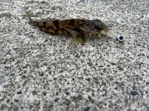 アナハゼの釣果