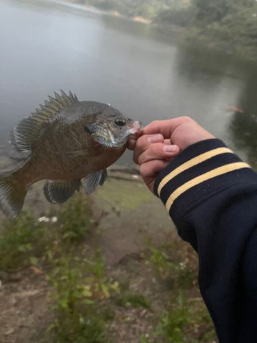 ブルーギルの釣果