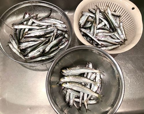 カタクチイワシの釣果