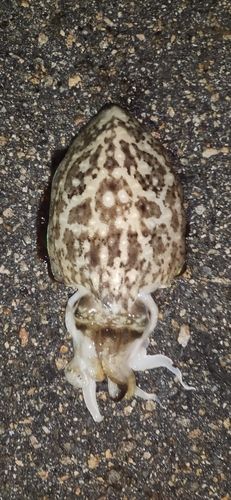 モンゴウイカの釣果