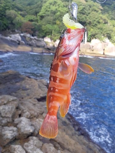 アカハタの釣果