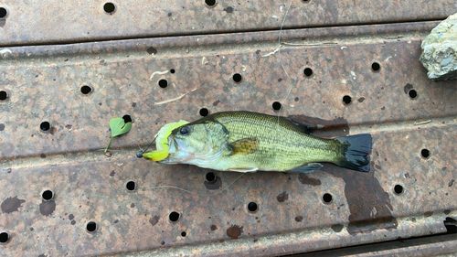 ブラックバスの釣果