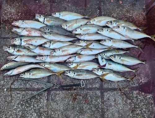 アジの釣果