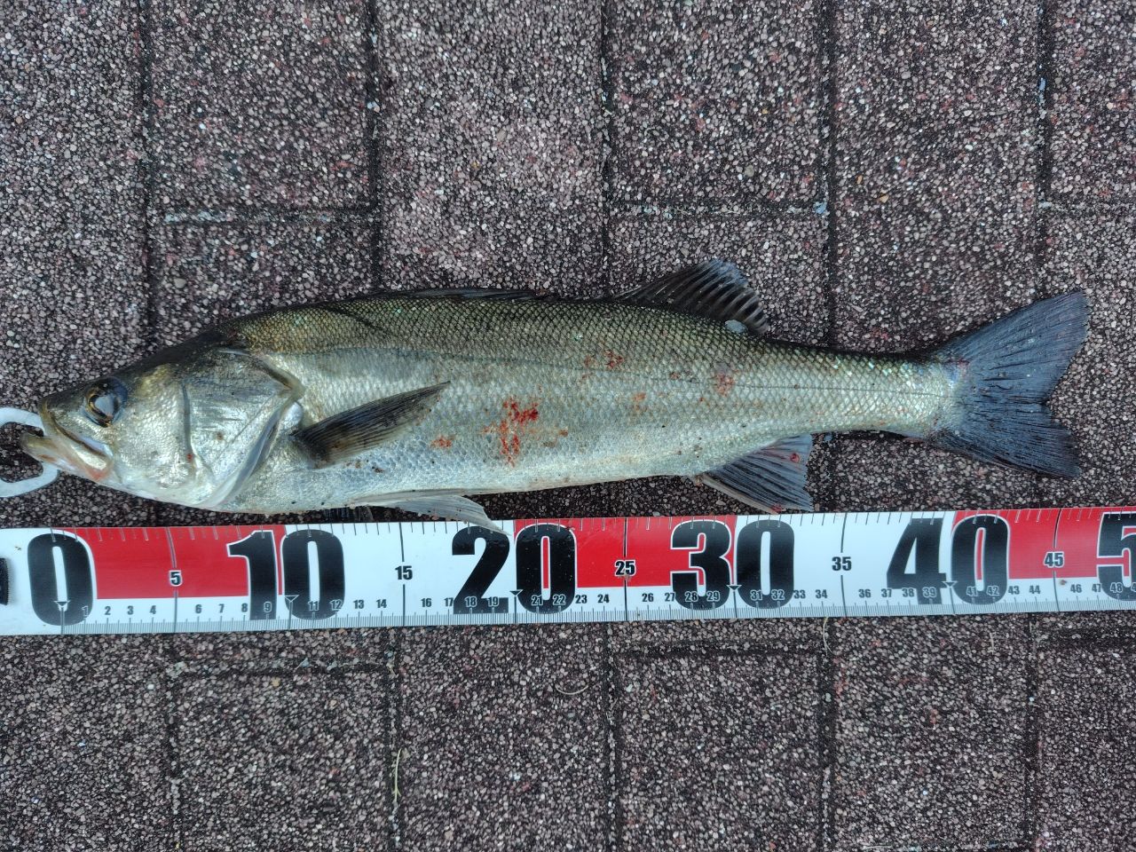 DAIWA 15モアザン モバイル 87MLS-5の最安値・インプレ・釣果 | 本音の