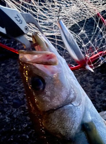 東京湾（アクアライン以北）