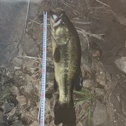 ラージマウスバス